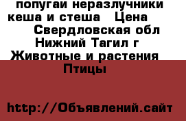 попугаи неразлучники кеша и стеша › Цена ­ 4 000 - Свердловская обл., Нижний Тагил г. Животные и растения » Птицы   
